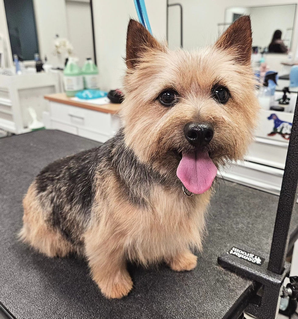 HOME Wanderlust Grooming