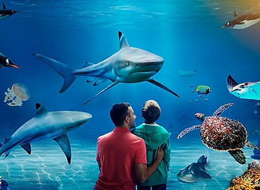 sealife-detail.jpg