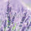 Thumbnail: INSPIRE LAVENDER