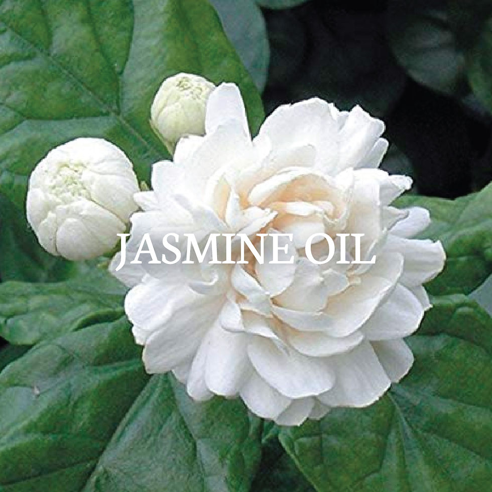 Miniature : ROYAL JASMINE (LIMITED)