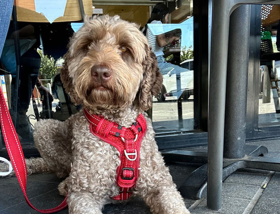 Adelaide Labradoodle, Labradoodles SA, Labradoodle, Rockford Labradoodle, Labradoodle puppy
