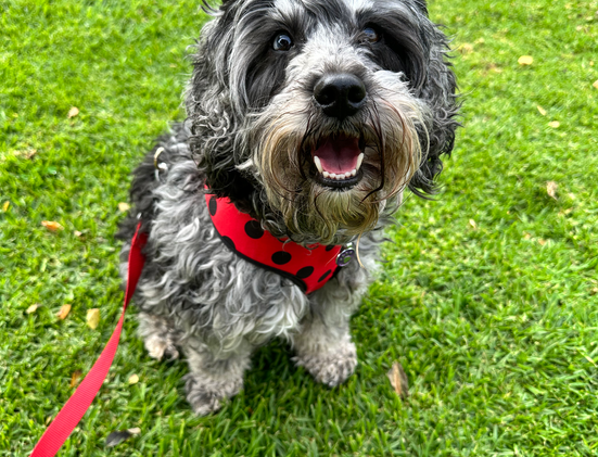 Labradoodle, Rockford Labradoodle, Labradoodle Puppy, Labradoodle Merle Phantom