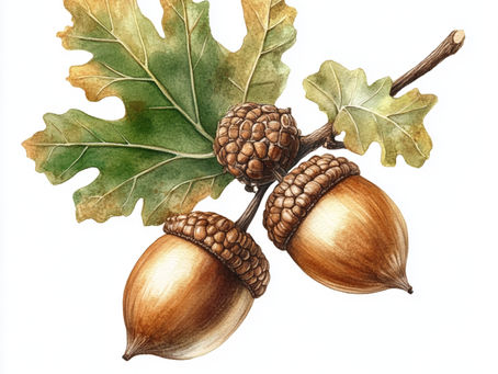 The Acorn Group – Growing Together in Nature