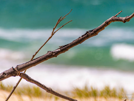 Just a dead branch on the beach