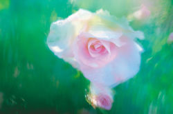 HP_DSC0117_4_+Canon_CMYK_TIFF→RGB_-sRGB.