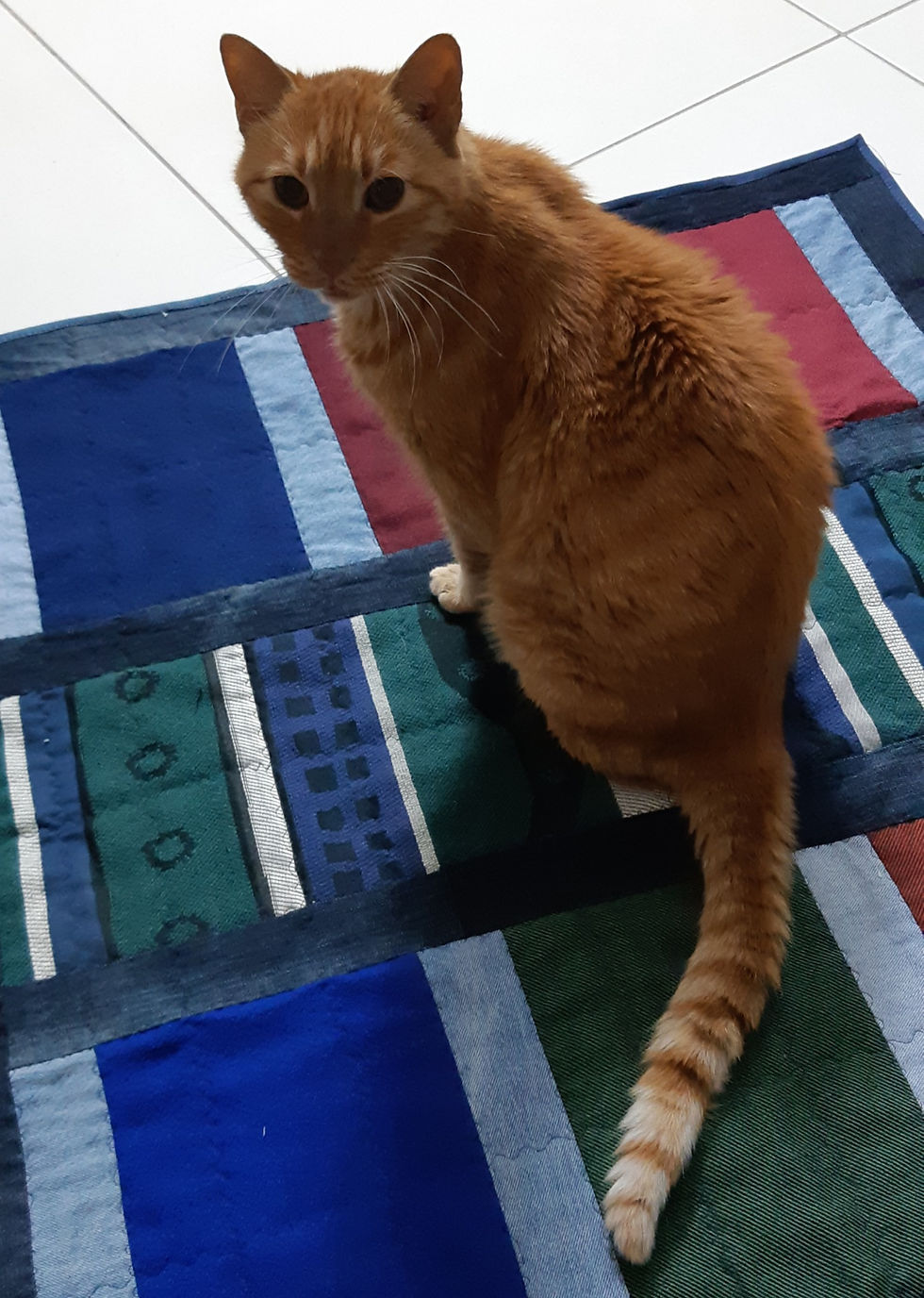 My gingi kitty