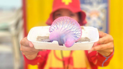 Queimadura causada por água-viva na pele