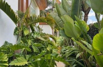 Plantas no Verão: entenda o que muda na rotina de cuidados durante os dias mais quentes