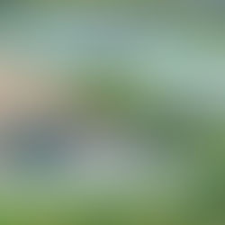 Parque Mágico no Parque Barigui com percurso iluminado e experiências gratuitas do Natal Disney em Curitiba.