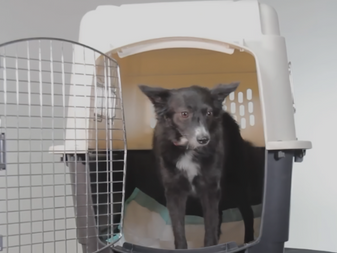 LATAM dá dicas para viajar com crianças e pets sem estresse