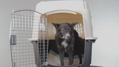 LATAM dá dicas para viajar com crianças e pets sem estresse