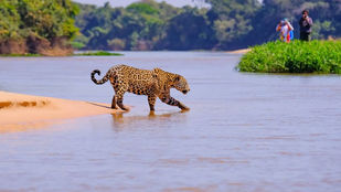 Turistas observando onça-pintada e aves durante safári no Pantanal em período de seca