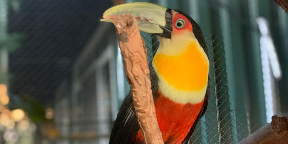 Centro de Apoio à Fauna Silvestre da UniCesumar atinge marco de mais de 1.100 animais resgatados e amparados no Paraná.