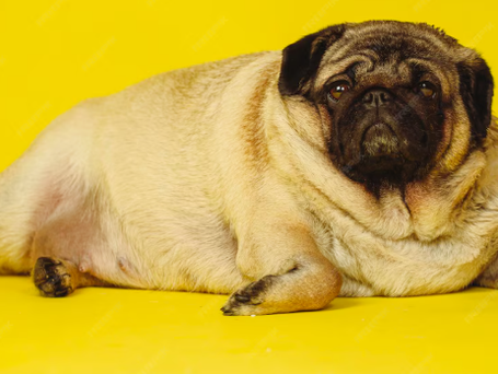 Veterinário examinando cachorro com sobrepeso