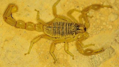 Acidente com escorpião e primeiros socorros