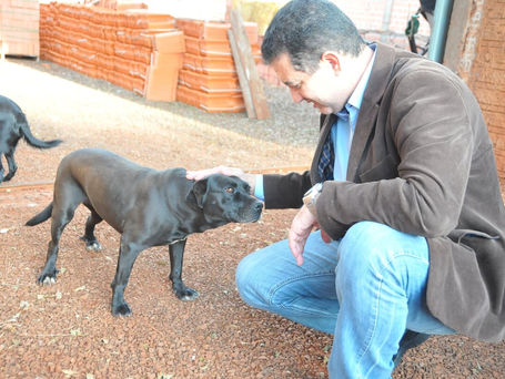 campanha Julho Dourado combate maus-tratos a animais