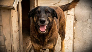 Campanha de proteção aos animais no Brasil