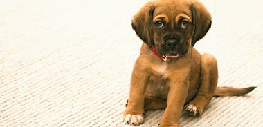 Mon chiot a-t-il vraiment besoin d'un cours de maternelle?
