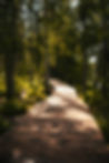 Wooden board walk through the forest
