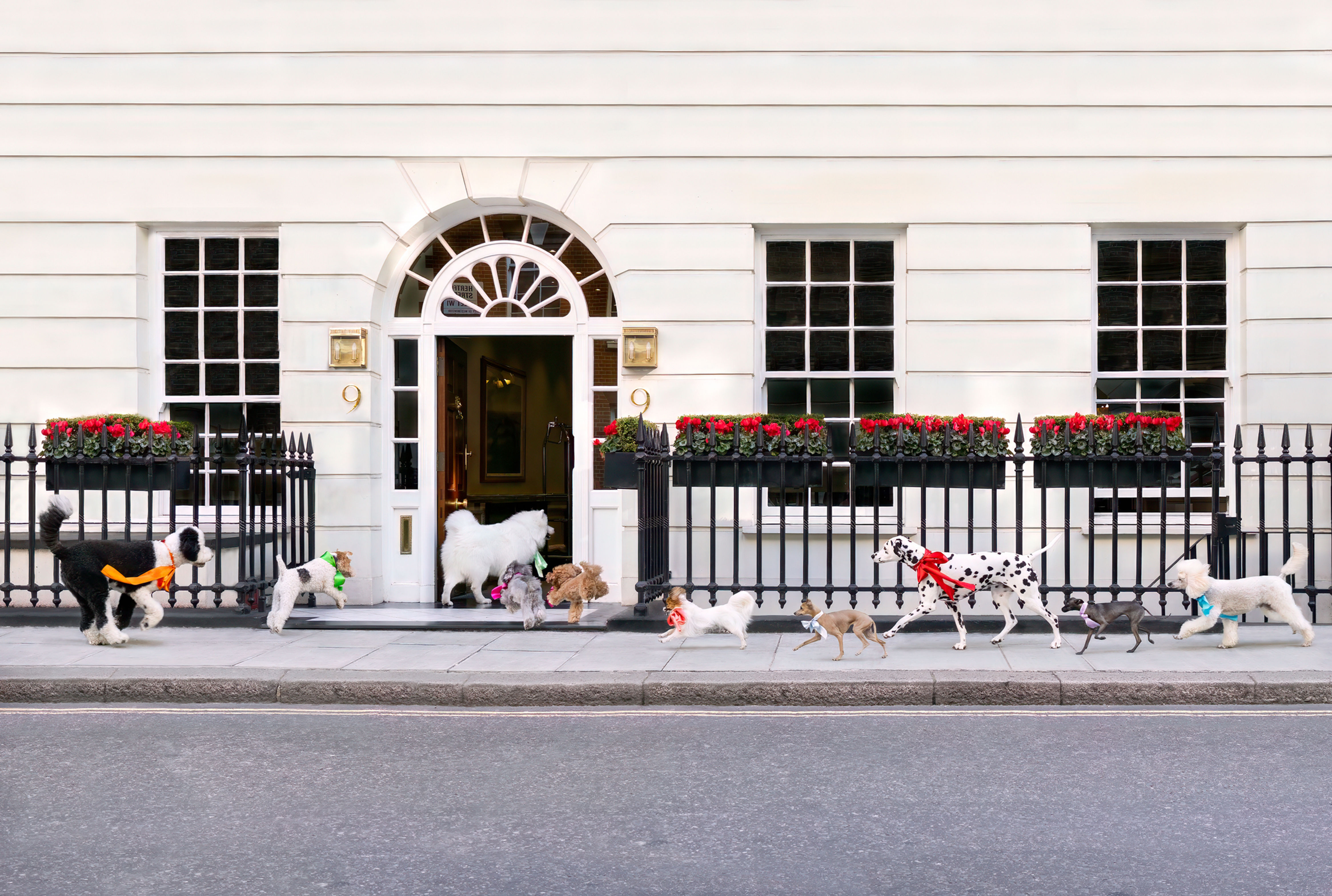 Sweethearts Come Caling - Iconic Dogs of London