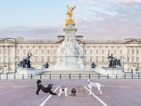 Iconic Dogs of London: The Story Behind the Project