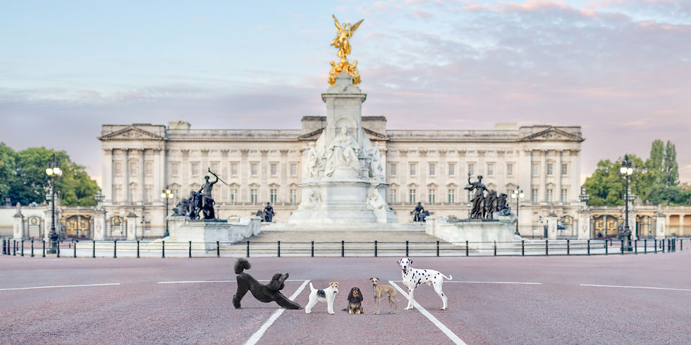Iconic Dogs of London: The Story Behind the Project