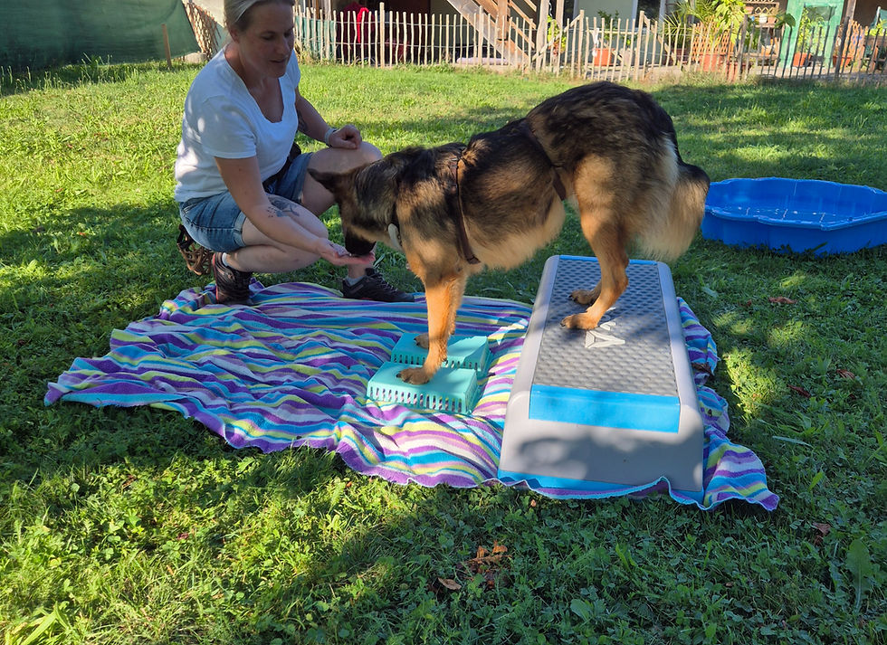 ein Hund zeigt Trick-balance-Übungen auf einer bunten Decke im Garten