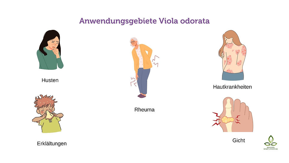 Veilchen kann bei Husten, Erkältung, Rheuma, Gicht, Hautkrankheiten verwendet werden