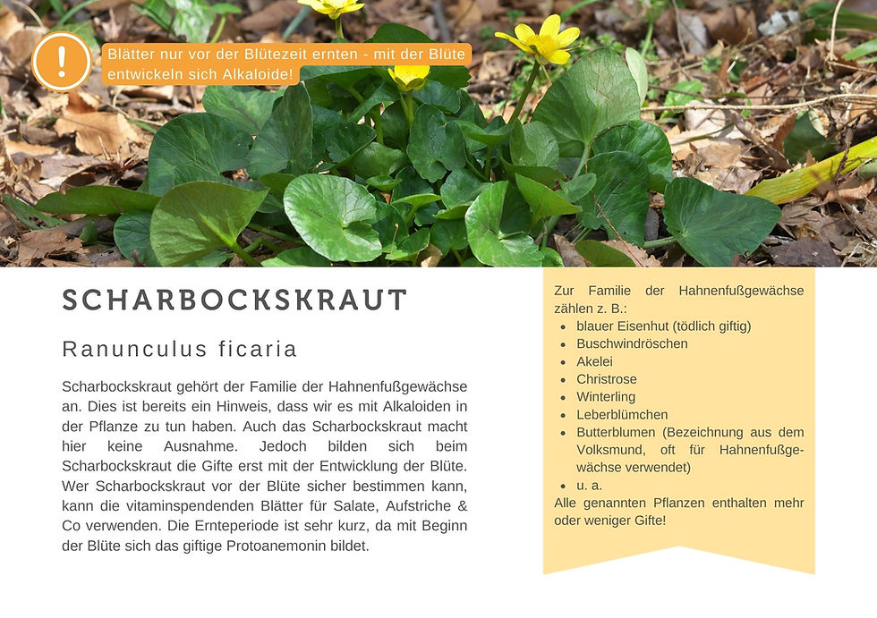 Miniaturbild: Kräuterhandbuch Frühling - dein digitales Begleitheft für private Sammeltouren