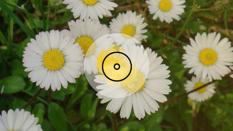 Gänseblümchen Signaturenlehre