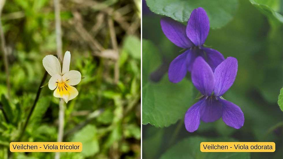 Vergleich Viola tricolor - Viola odorata