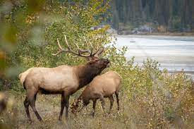 Elk