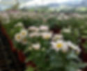 Chrysanthemum