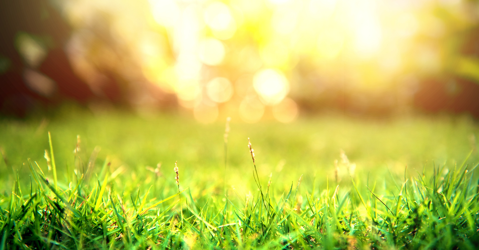 Background Sunshine for Dog Poo Poo Website