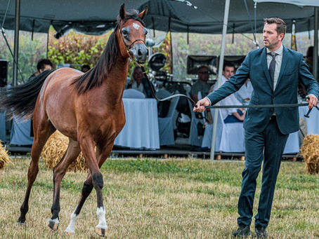 The Top 10 Horse Breeds for Children: Which One is Right for Your Family?