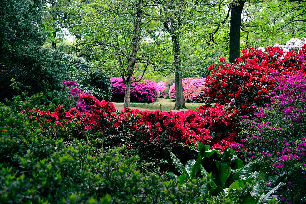 lucious-gardens-plant-life II.jpeg