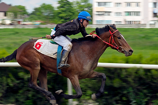 First Choice Equine | Horse Post Race Recovery Supplements and Vitamin Shop