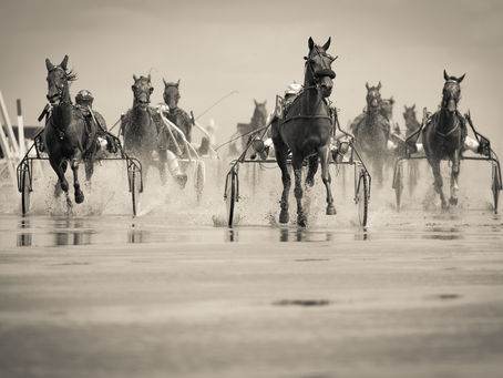 From Racing to Riding: A Complete Overview of Horses in Sports