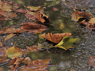 Outono chega ainda em clima de verão