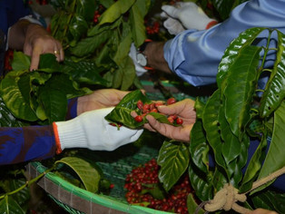Café das montanhas do Espírito Santo recebe selo de Indicação Geográfica
