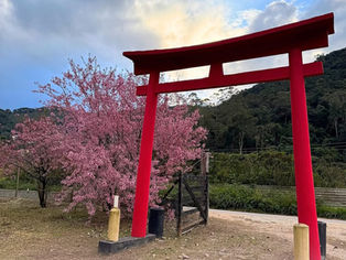 Festa da Cerejeira celebra o Japão em Nova Friburgo (RJ)