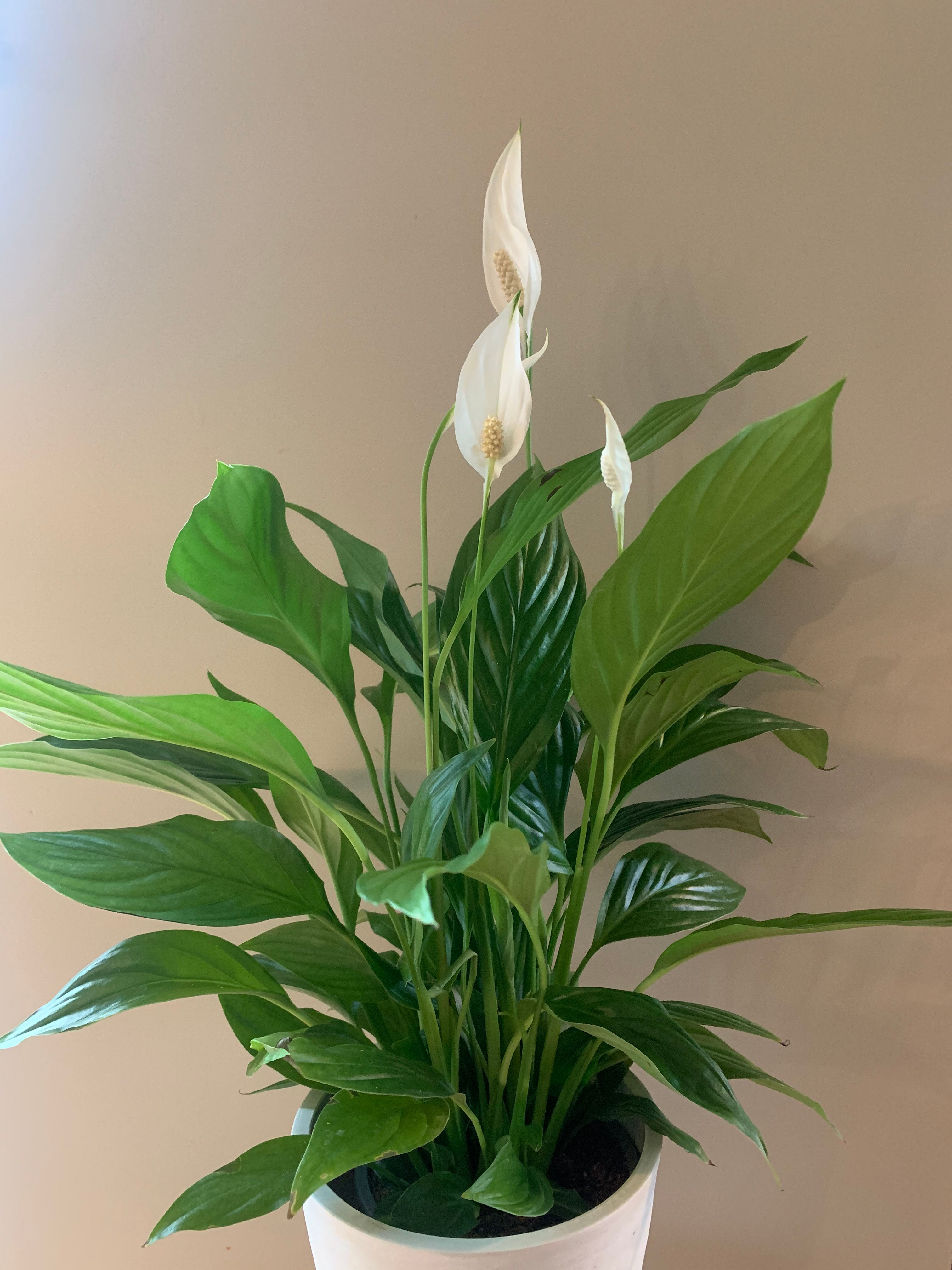 Spathiphyllum wit met bijhorende pot