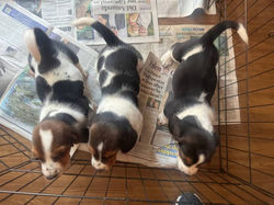 Adorable Beagle Puppies Ready for Their Forever Homes