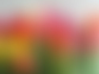 O significado das Tulipas