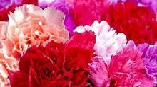 CORES INTENSAS, FRAGRÂNCIA SUAVE, OPÇÃO SINGLE OU SPRAY: ESSE É O CRAVO!