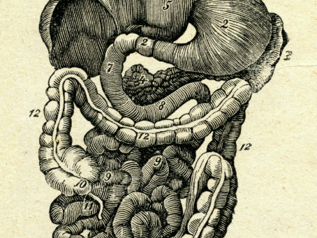 Your gut impacts far more than digestion. From inflammation and energy to mood, sleep, stress resilience, and focus, this blog explores the science of the gut microbiome through the Fantasy Fitness lens — helping you better understand your body without shame, fear, or extremes.