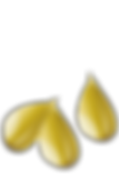 Seed - Young Living Seed to Seal Process