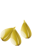 Seed - Young Living Seed to Seal Process