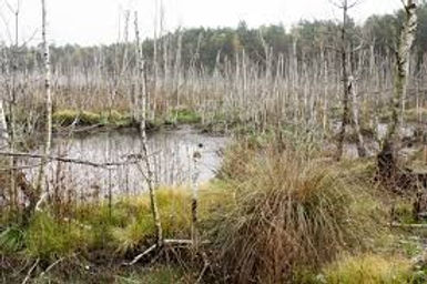 swamp warsaw.jpg
