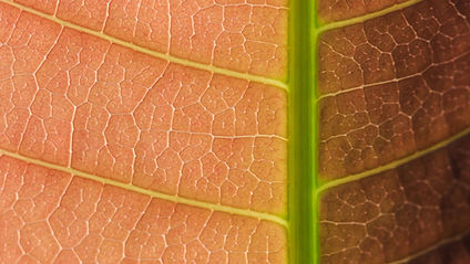 Macro Leaf Patern 